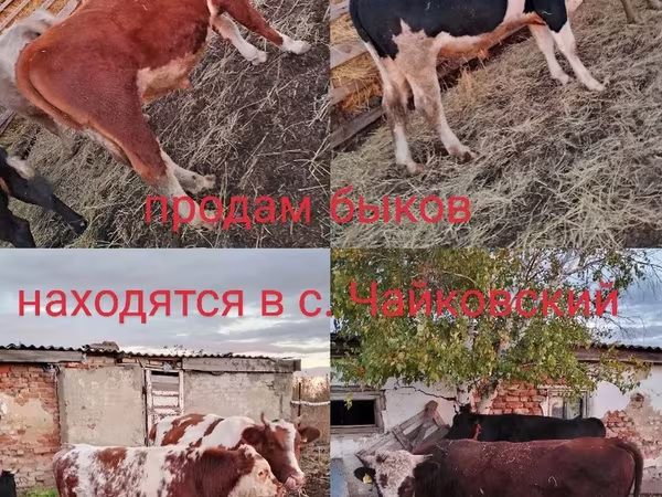 ثور, Simmental cattle
