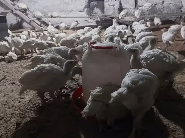 Turkeys