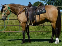 公马, Gypsy horse — 照片 3