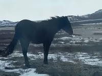 Stute, Horse breed — Foto 2