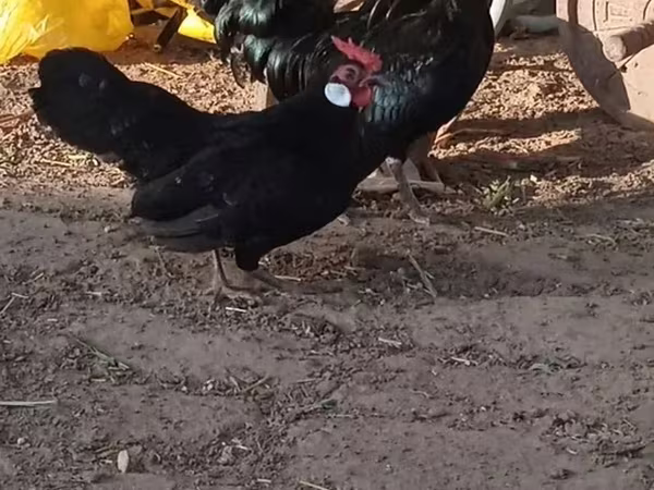 بانتام