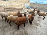 Sheep, Apsheron sheep — photo 5
