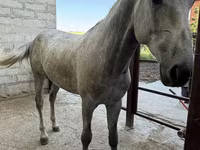 Caballo, Orlov Trotter — foto 2