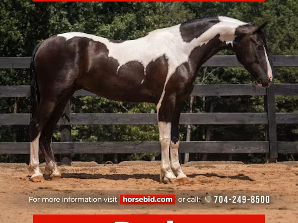 Horse (M), Friesian