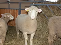 公羊, Dorset horn sheep — 照片 1