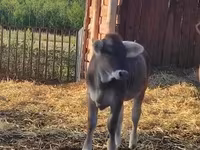 母牛, Brown Carpathian breed — 照片 3