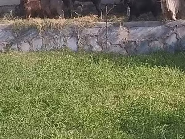 बकरी, Alpine goat