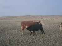 Bulle, Latvian Blue cattle — Foto 2