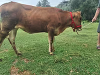 गाय, अलाताऊ नस्ल — फ़ोटो 6