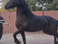 母马, Friesian — 照片 3
