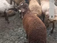 Sheep (batch, sex not specified), Red Karaman sheep — photo 3