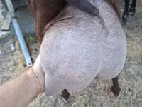 تيس, Murcia-Granada goats — الصورة 1