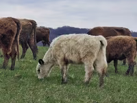 母牛, Galloway cow — 照片 5