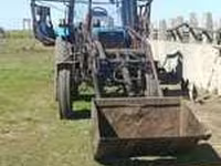 Bulle, Weißkopfige Ukrainische — Foto 2