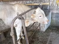 Bull, Swiss cattle — photo 3