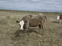 Vaca, Vaca kazaja de cabeza blanca — foto 1
