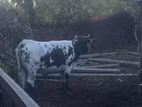 Cow, Russian Black pied cattle — photo 3