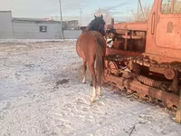 حصان, Thoroughbred horse — الصورة 3