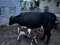 بقرة, Latvian Blue cattle — الصورة 2