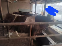ثور, Simmental cattle — الصورة 2