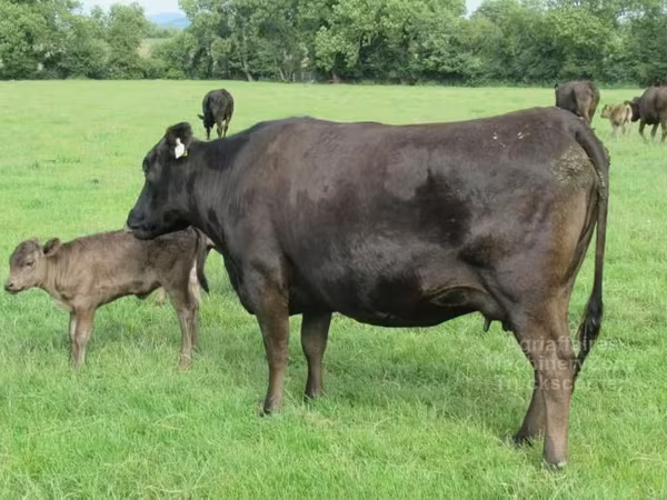 Vaca, Wagyu