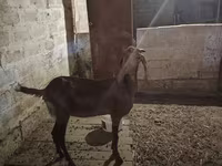 عنزة, Beetal goats — الصورة 5