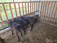 Carnero, Hissar sheep — foto 4