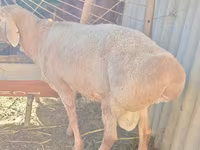 मेढ़ा, Rhon sheep — फ़ोटो 4