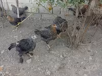 Slovenian Barred Hen — photo 1