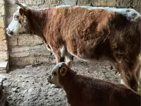 母牛, Latvian Blue cattle — 照片 3