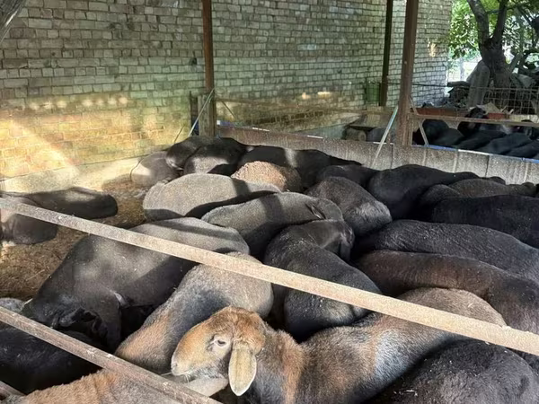 Ram, Sheep