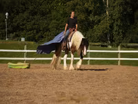 Horse (M), Pinto horses — photo 5