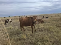 Vaca, Ganado vacuno — foto 5