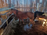 Caballo, Caballos — foto 2