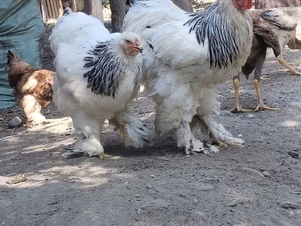 Chickens