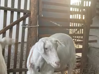 Cabra, Cabras — foto 3
