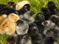 Московская чёрная — фото 3