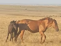 Yegua, Kazakh horse — foto 2