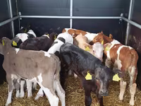 सांड, Simmental cattle — फ़ोटो 1