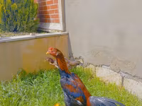 Chickens — फ़ोटो 3