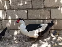 Magpie — photo 6