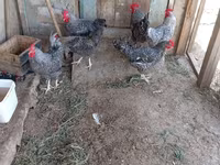 Chickens — photo 7