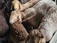 Cabro, Boer goat — foto 1