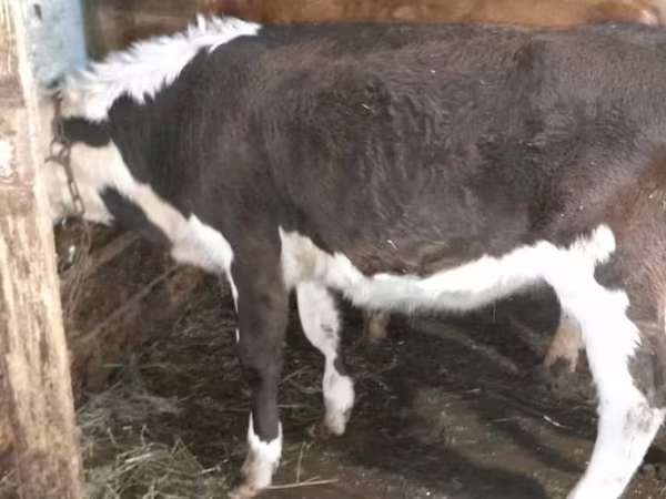بقرة, Simmental cattle