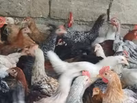 Chickens — photo 3