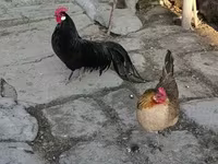 Chickens — फ़ोटो 1