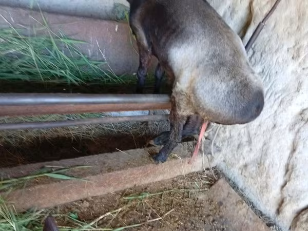 बकरी, LaMancha goats