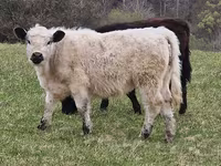 母牛, Galloway cow — 照片 6