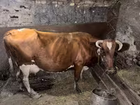 بقرة, Simmental cattle — الصورة 1