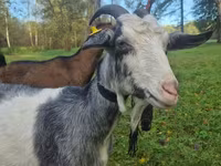 عنزة, Alpine goat — الصورة 4